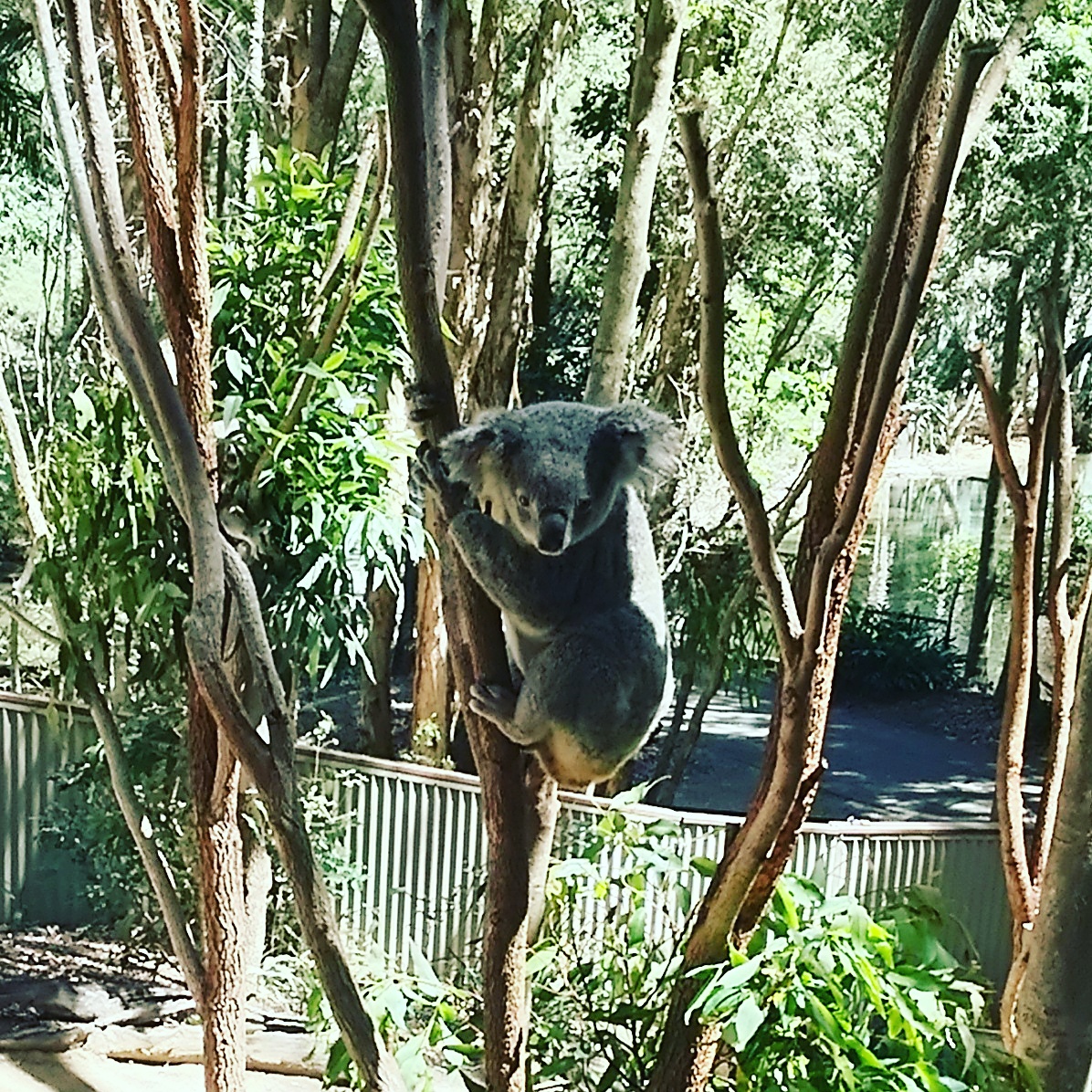 オーストラリア  カランビンワイルドライフサンクチュアリ